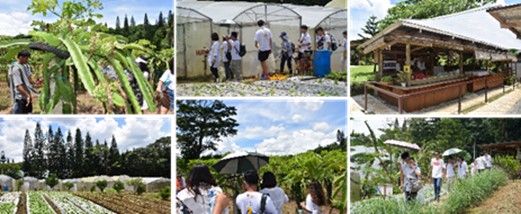 永續農場SVD Laudato Si Farm